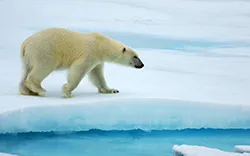 Къде живее и това, което яде полярна мечка, всичко за животни
