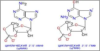 Glucoză, reglarea hormonală a sângelui