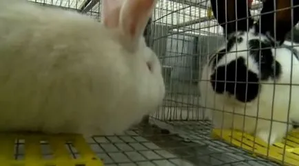 Hol jobb, hogy rendezze a nyulak és hogyan kell helyesen építeni shedy vagy mini farm nyulaknak a kezüket