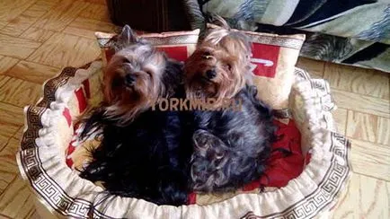 Amennyiben alszik Yorkshire terrier, tanácsok kezdőknek