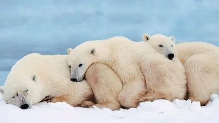 Къде живее и това, което яде полярна мечка, всичко за животни