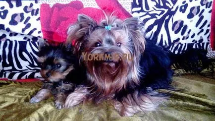 Amennyiben alszik Yorkshire terrier, tanácsok kezdőknek