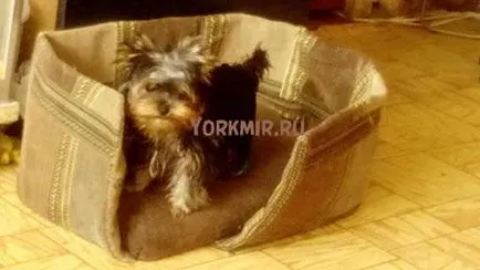 Amennyiben alszik Yorkshire terrier, tanácsok kezdőknek