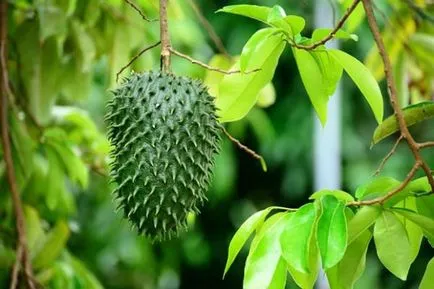 Amennyiben növekszik guanabana guanabana hogyan növekszik az otthoni