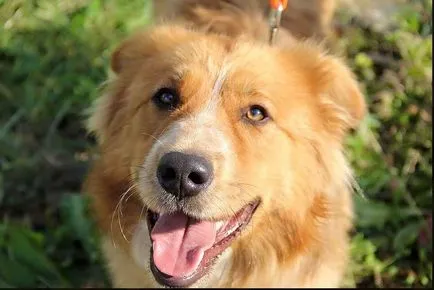 Unde și cum să ia un câine de la un adăpost la Moscova - Noutăți despre animalele din lumea umană