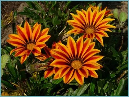 plantare Gazania și de îngrijire în câmp deschis, fotografie gatsanii propagarea, cultivarea și în combinație