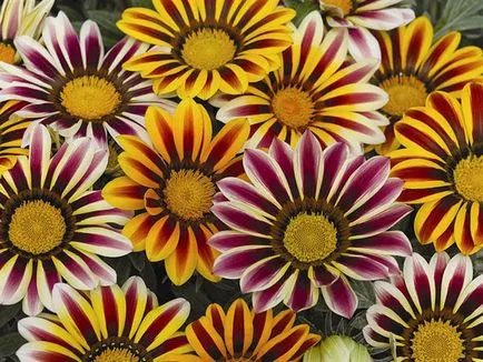 Gazania засаждане и грижи в открито поле, фото gatsanii неговото размножаване, отглеждане и в комбинация