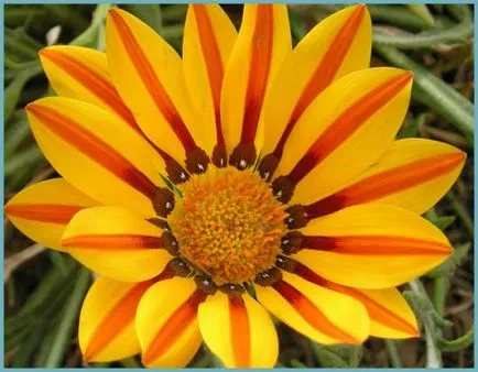 plantare Gazania și de îngrijire în câmp deschis, fotografie gatsanii propagarea, cultivarea și în combinație