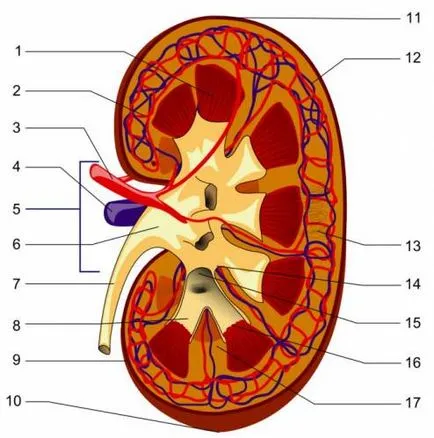 Glomerulonefrită - simptomele și tratamentul sindromului nefrotic renal