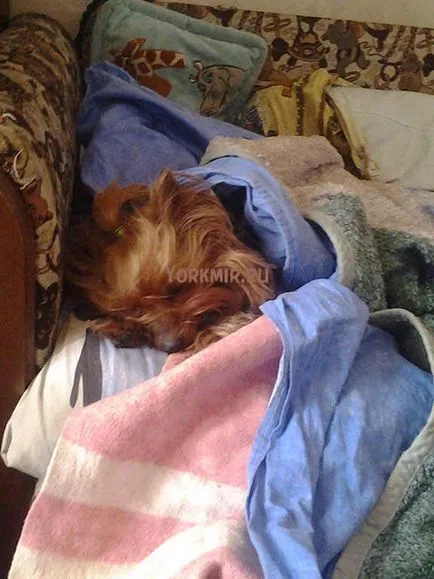 Amennyiben alszik Yorkshire terrier, tanácsok kezdőknek