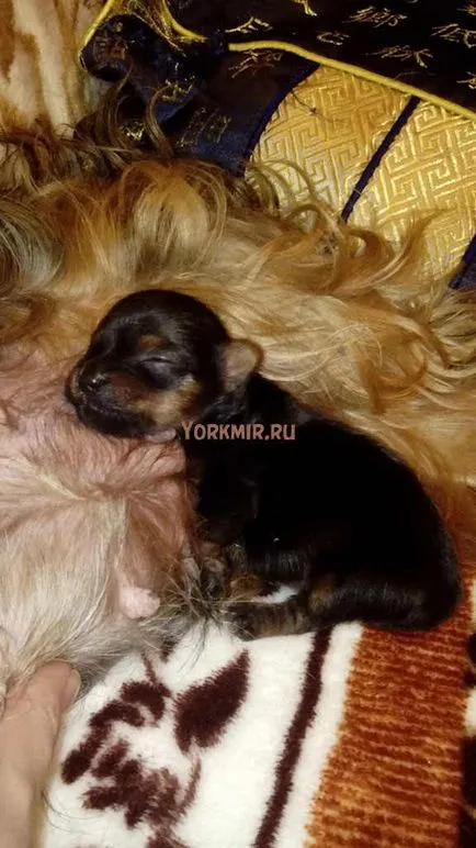 Amennyiben alszik Yorkshire terrier, tanácsok kezdőknek