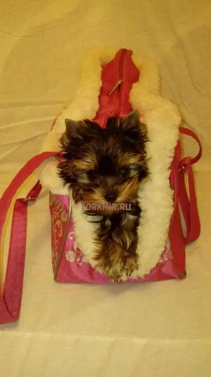 Amennyiben alszik Yorkshire terrier, tanácsok kezdőknek