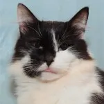 Illet, a macska fuvolát - kototeka - a legérdekesebb dolog a világon a macskák