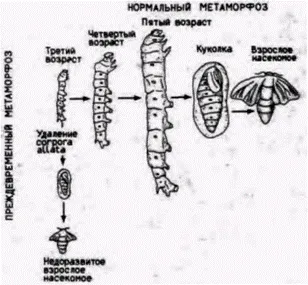 Хормонални контрол на метаморфозата на инсекти