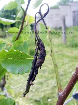 Pear Attelabidae gărgărițe - video blog grădinar