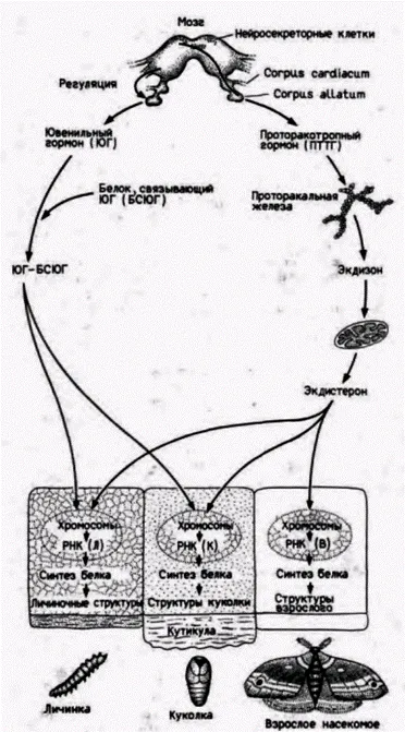 Controlul hormonal al metamorfozei în insecte