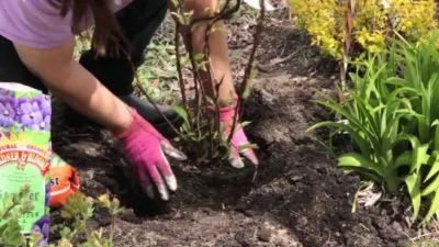 Hortenzia paniculata, faültetés és gondozás Szibériában