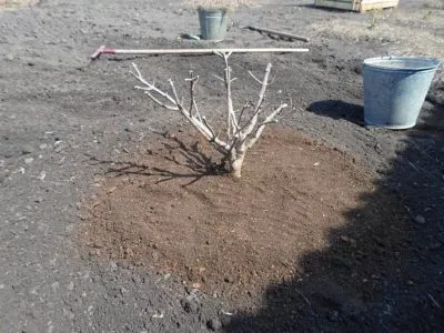 Hydrangea paniculata, plantarea de copaci și de îngrijire în Siberia