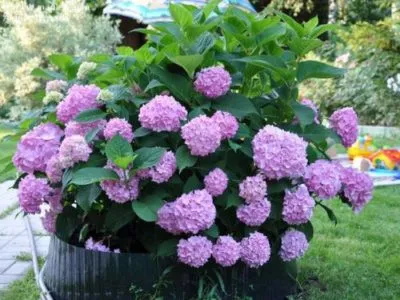 Hortenzia paniculata, faültetés és gondozás Szibériában