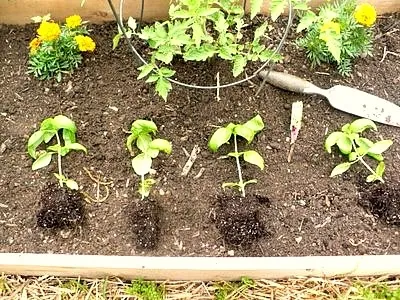 Hortenzia paniculata, faültetés és gondozás Szibériában