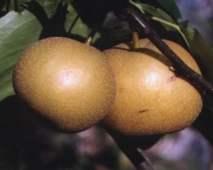 Pear előnyeit és árt a szárított és friss körte, használt táplálkozás