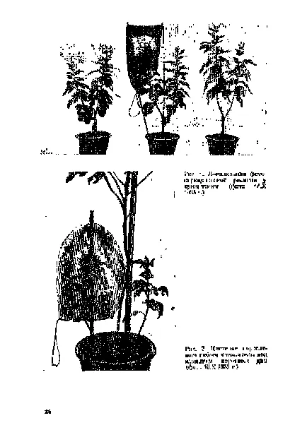 Teoria Hormonale de plante cu flori și florigena ipoteze