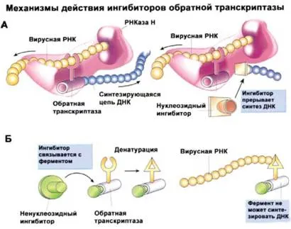 A proteolitikus enzimek inhibitorai