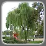 Willow - Enciclopedia de plante ornamentale suburbii