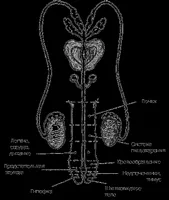 Cum ofloxacina prostata