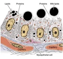 Cum ofloxacina prostata