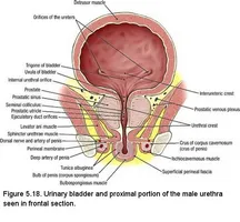 Cum ofloxacina prostata