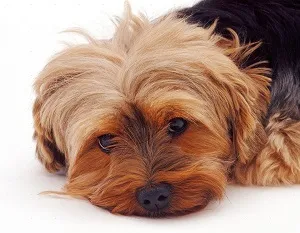 Йоркширски териер цена, кученце, колко е куче в столицата, и мини снимка