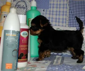 Yorkshire Terrier selectați șampon