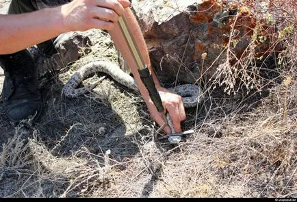 Hogyan szedd ki a mérget - Csak kíváncsi