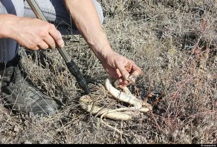 Hogyan szedd ki a mérget - Csak kíváncsi