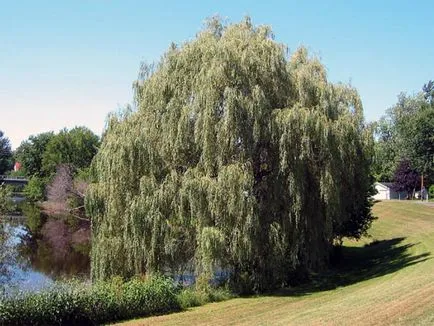 Уилоу (върба, Salix), върба, върба дърво