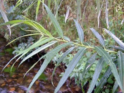 Willow (fűz, Salix), fűzfa, fűzfa fa