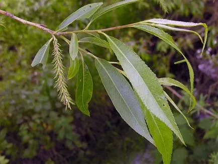 Willow (fűz, Salix), fűzfa, fűzfa fa