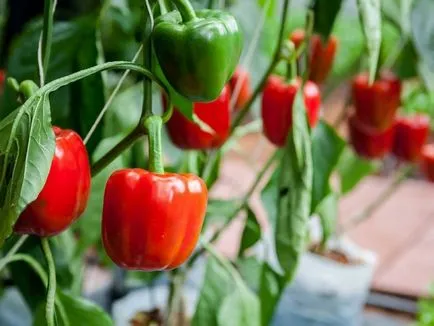 Cum să se hrănească în condiții de siguranță a plantelor de legume în timpul fructoase