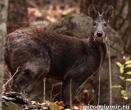 животински мускус