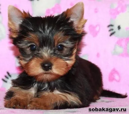 Yorkshire terrier kutya