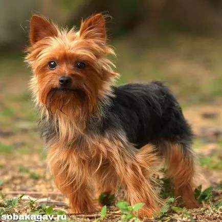 Yorkshire terrier kutya