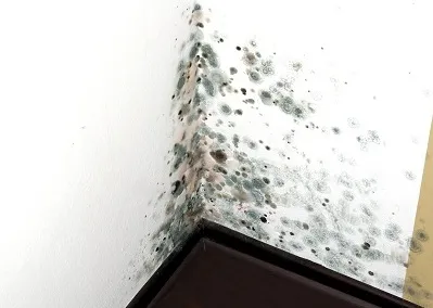 Hogyan lehet megszabadulni a penész a falakon a lakásban - Tippek és technikák