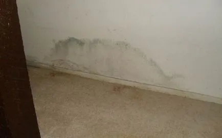 Cum sa scapi de mucegai pe pereti in apartament - sfaturi și tehnici