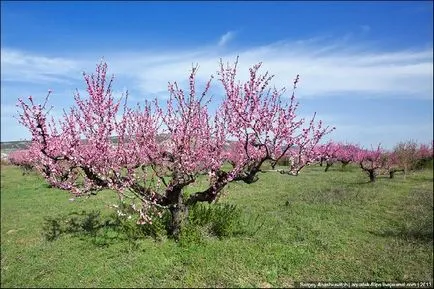 Ce vitamine sunt conținute în piersici