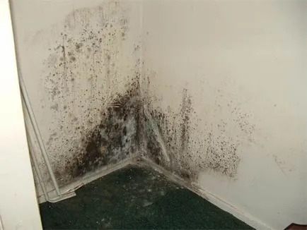 Как да се отървем от мухъл по стените в апартамента - полезни съвети и техники