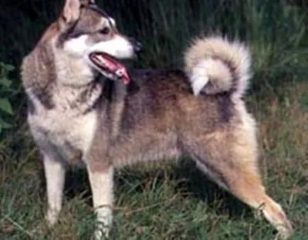 Hogyan edző husky sable