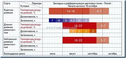 Hogyan juthat el a szamóca az új évben - a fajta, a termesztési és karbantartása, helyén a kertben, ház és a szoba