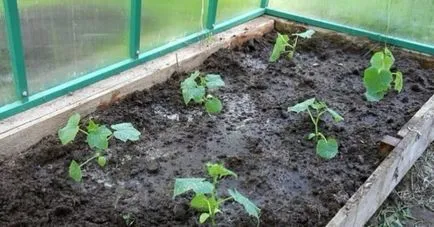 Как да се повиши доходността на краставици
