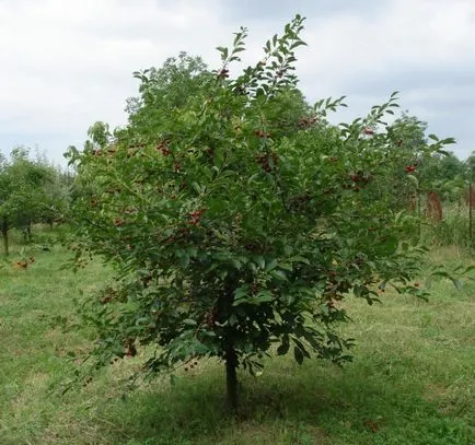 Cum de a planta o cireasa